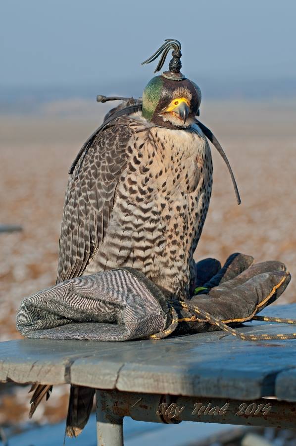Peregrine falcon