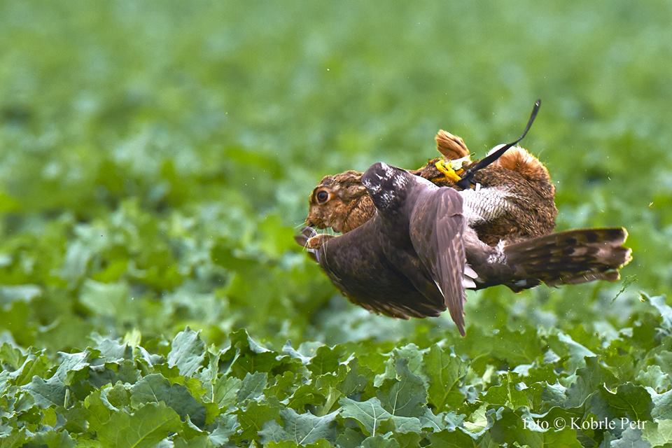 Zajíc vs. jestřáb