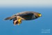 peregrine-falcon-
